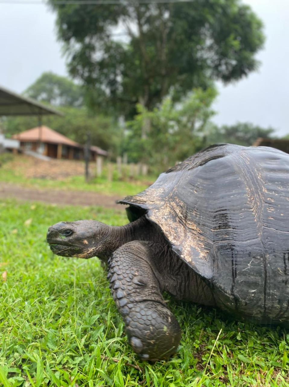 Galapagos Cabanas Eden Bellavista  Kültér fotó